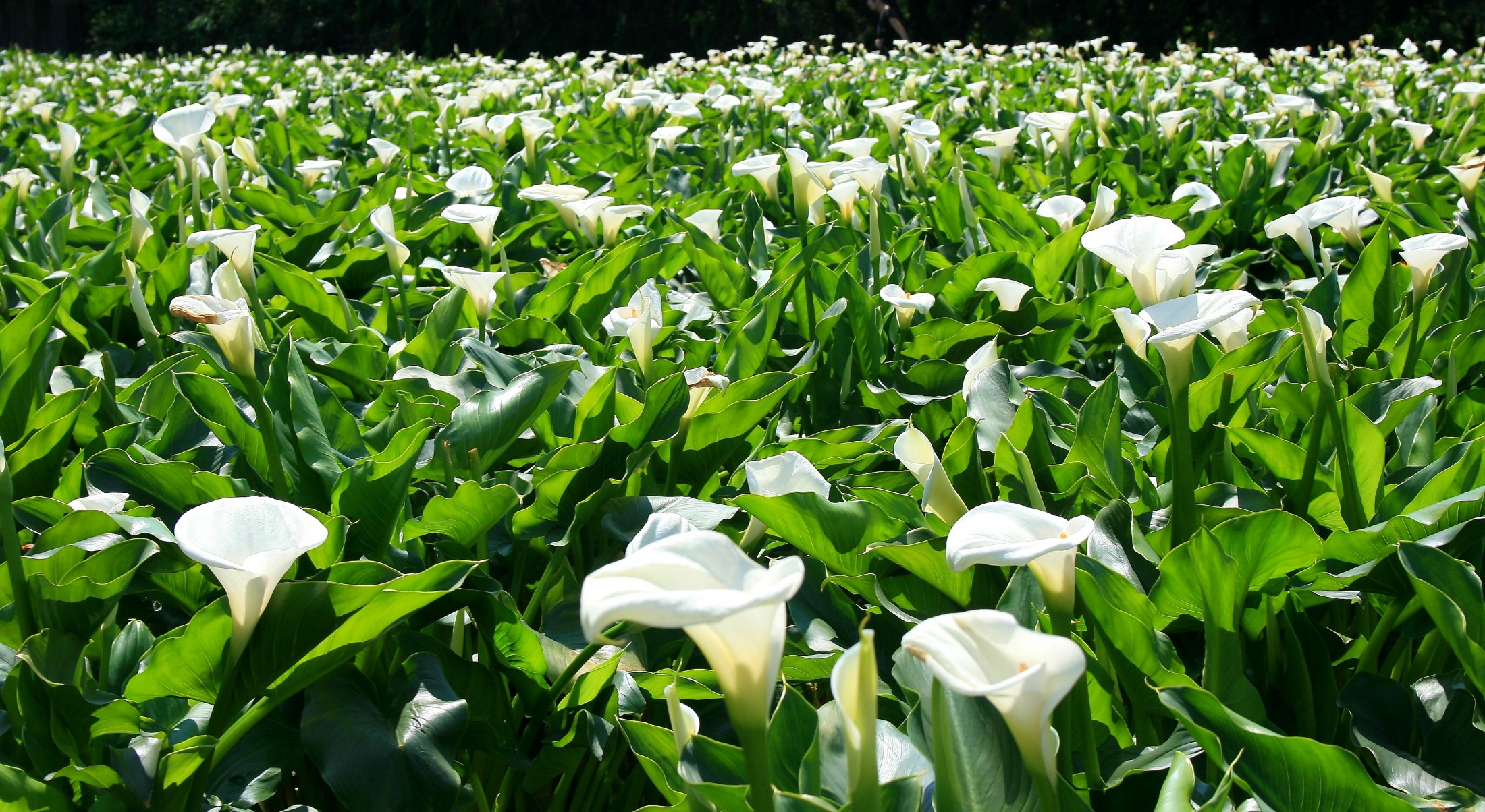 calla lillies